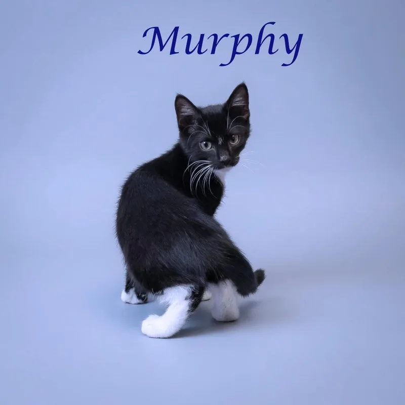 Murphy C thumbnail 2