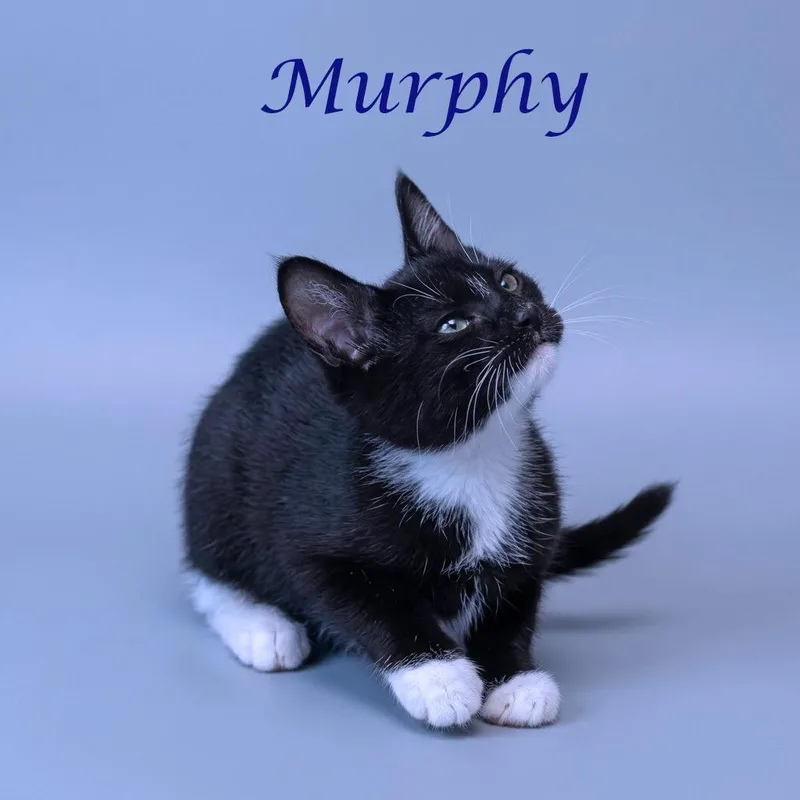 Murphy C thumbnail 3