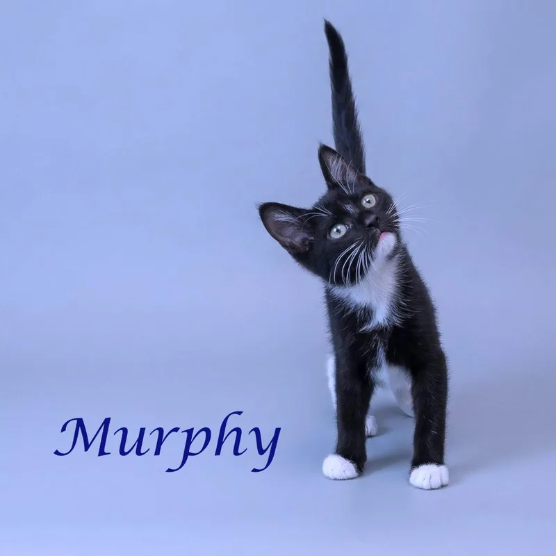 Murphy C thumbnail 4