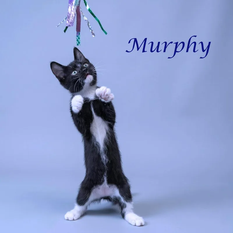 Murphy C thumbnail 5
