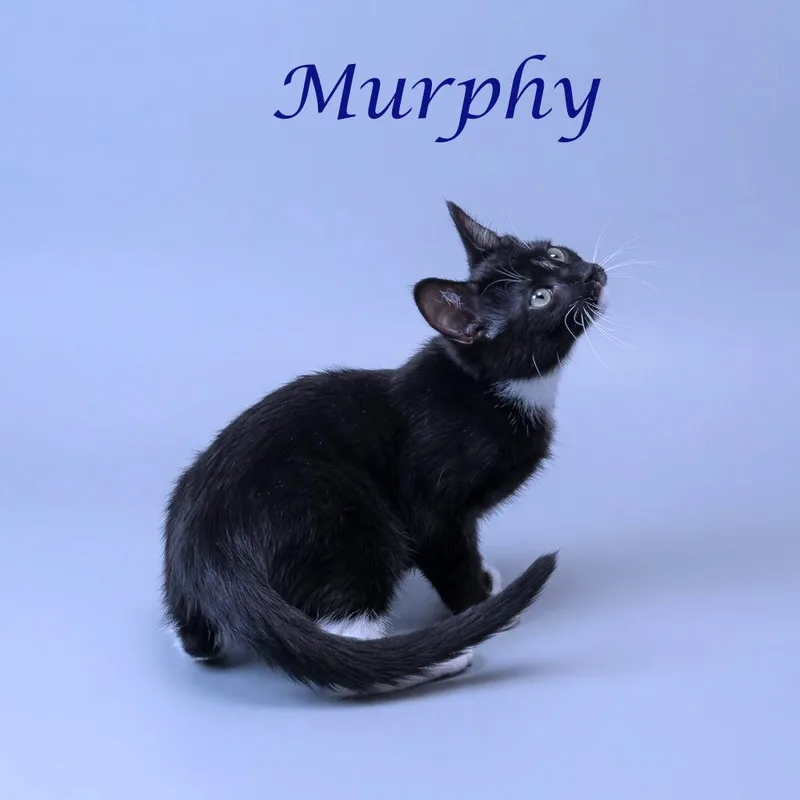 Murphy C thumbnail 6