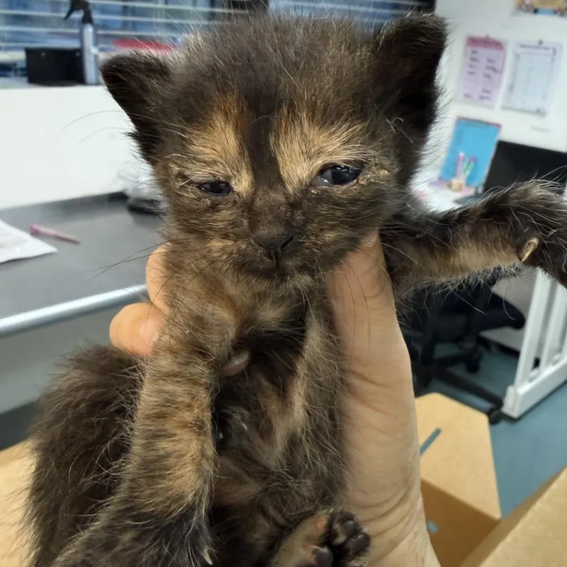 A baby small-sized female Black Domestic Short Hair cat named Mo Money for adoption in Austin, TX