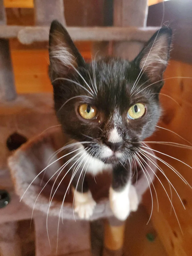 A baby medium-sized female Black & White / Tuxedo Domestic Short Hair cat named Raven Bonded with for adoption in Camden, TN