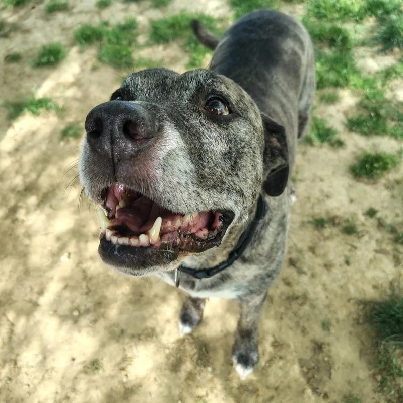 A senior large-sized male Brindle Pit Bull Terrier dog named Loco for adoption in Stanley, VA