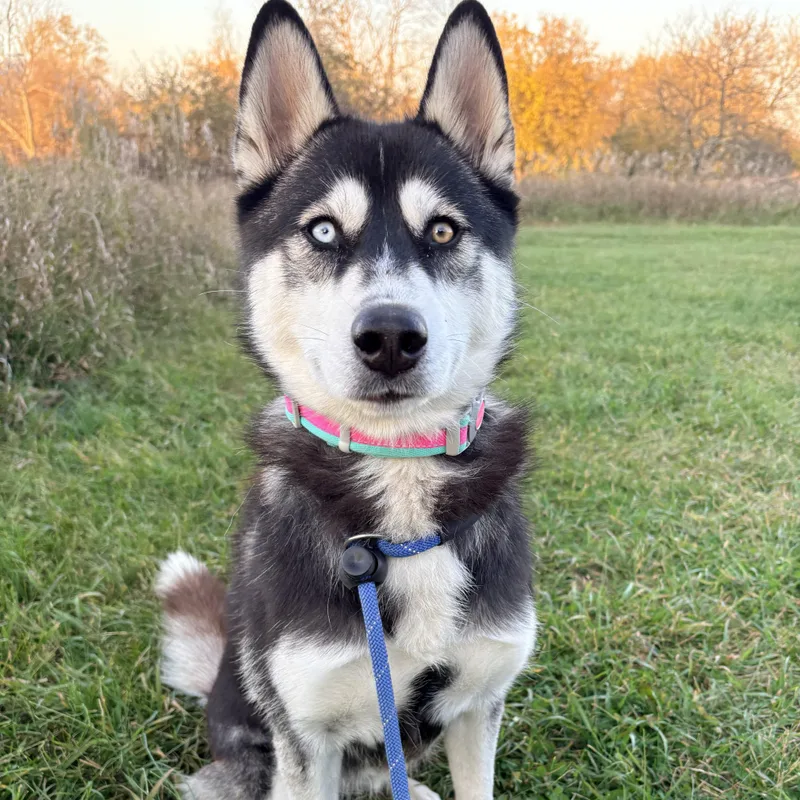 A young medium-sized female Black Husky dog named Jade for adoption in Allegan, MI