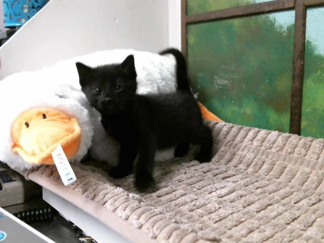 A baby small-sized female Domestic Short Hair cat named Trixie for adoption in Houston, TX