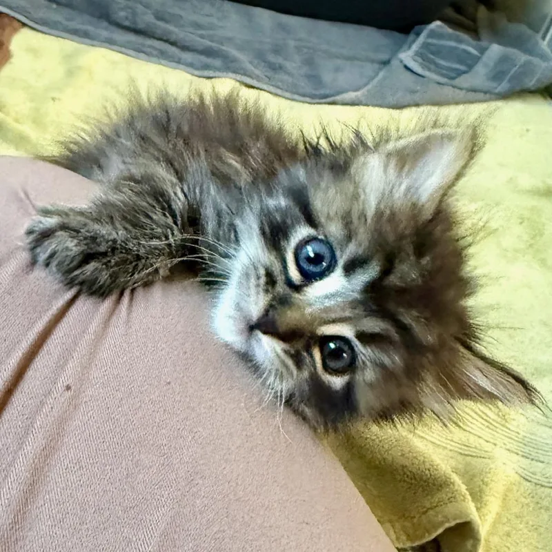 A baby small-sized female Brown / Chocolate Domestic Long Hair cat named Mint for adoption in Los Angeles, CA