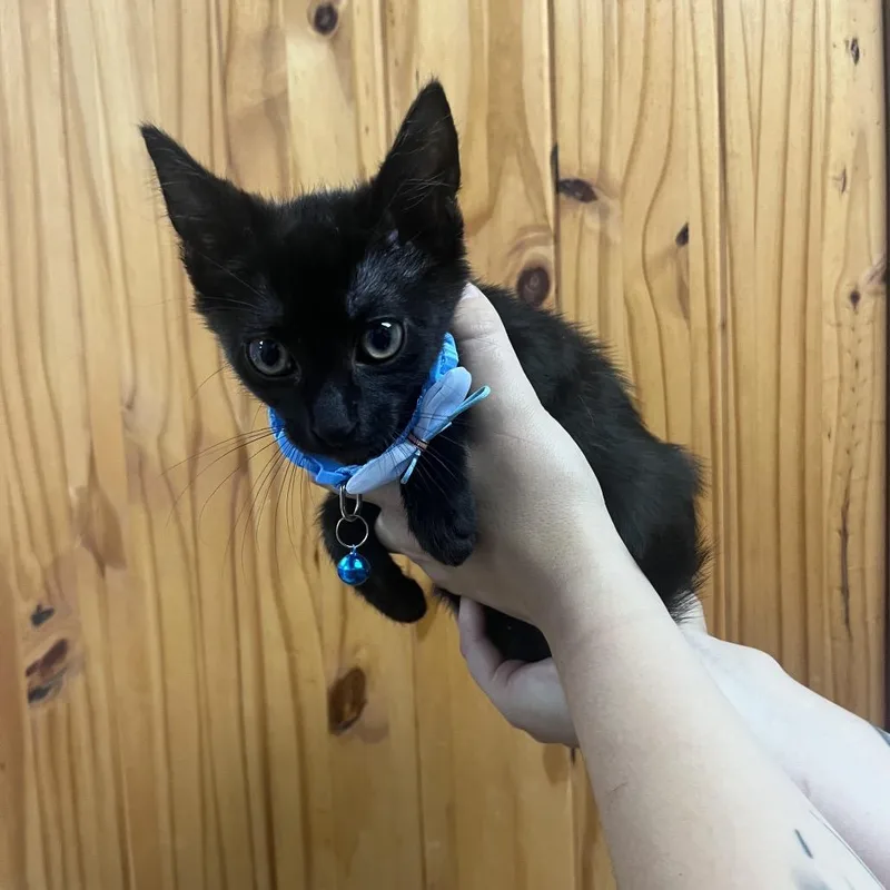 Little Tom