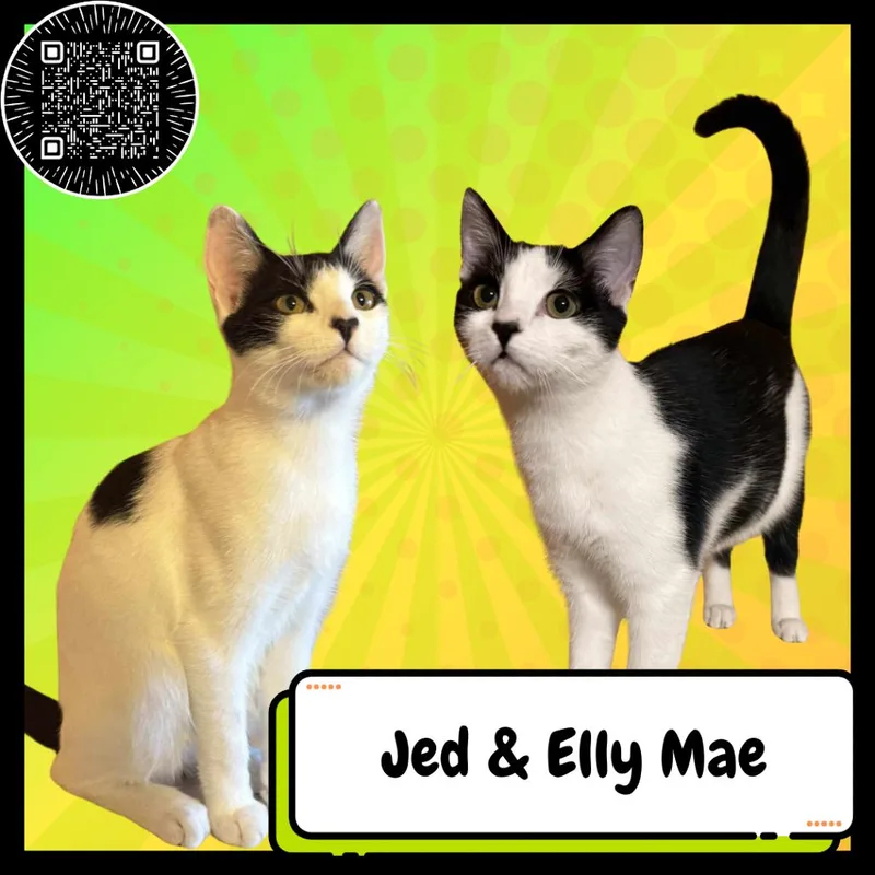 Jed Clampett thumbnail 2