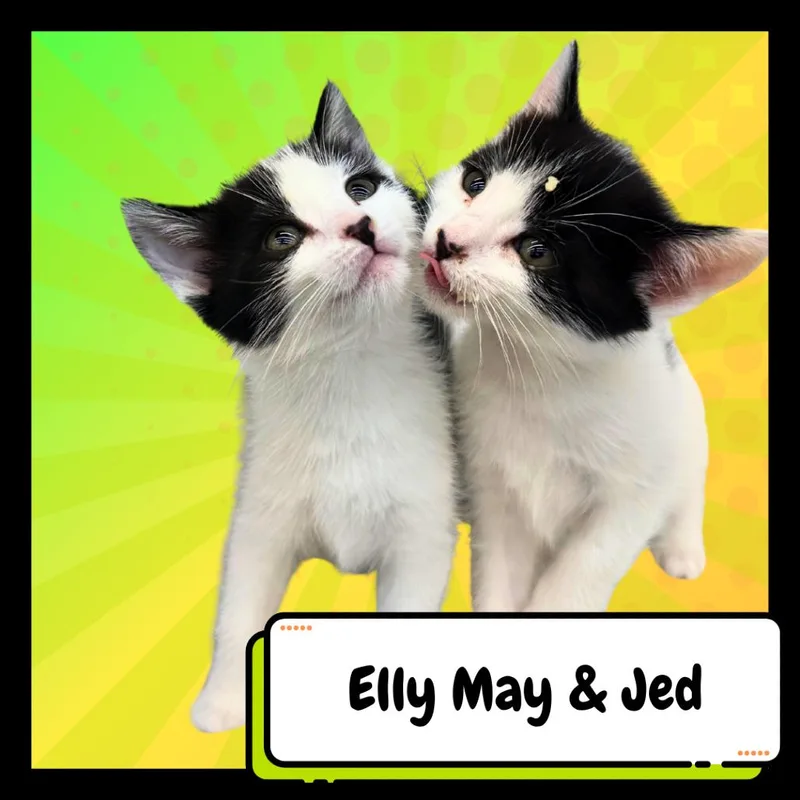 Jed Clampett thumbnail 3