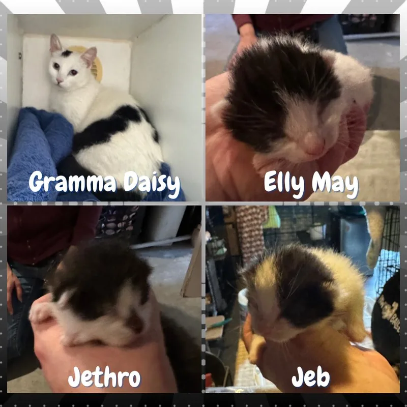 Jed Clampett thumbnail 4