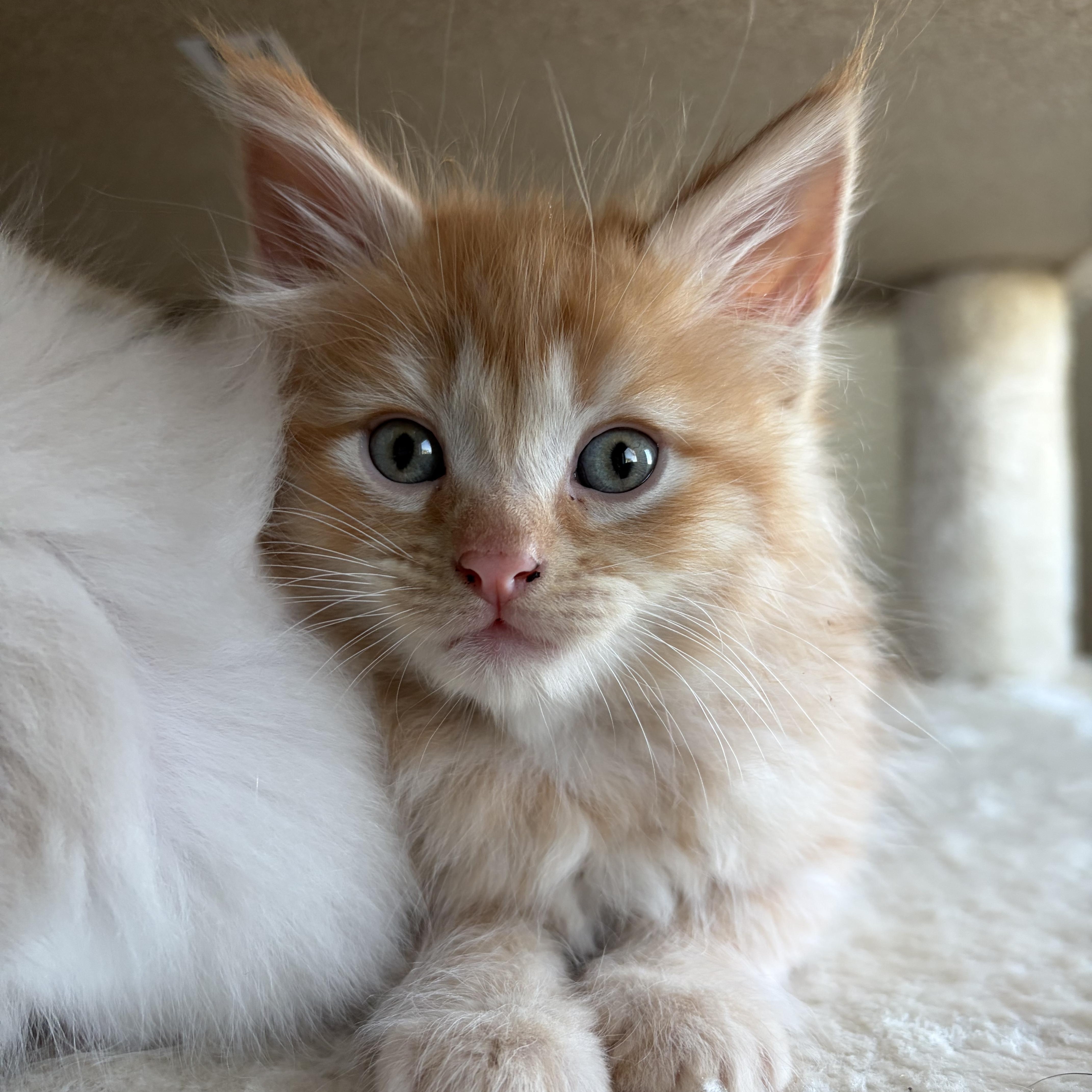 A baby large-sized male Tabby (Orange / Red) Domestic Long Hair cat named Blaze for adoption in Wilton, CA