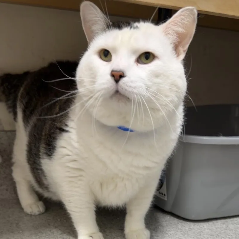 An adult extra large-sized male Domestic Short Hair cat named Kingpin for adoption in Chicago, IL