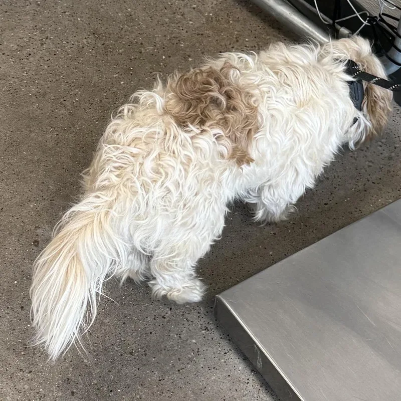An adult small-sized male Mixed Breed dog named Coco for adoption in Las Cruces, NM