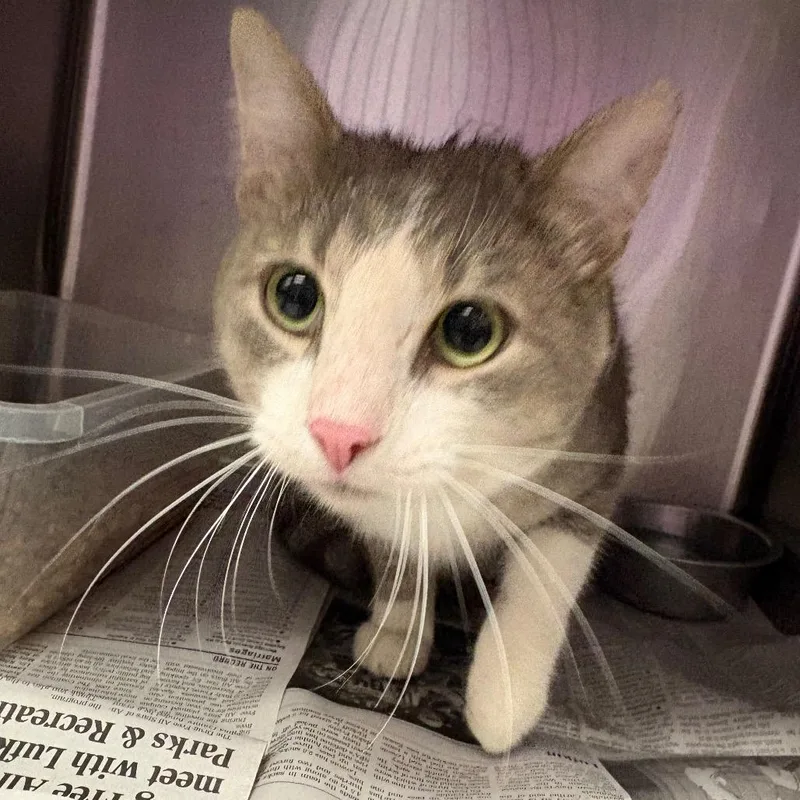 An adult medium-sized female Gray / Blue / Silver Domestic Short Hair cat named Tommy for adoption in Lufkin, TX