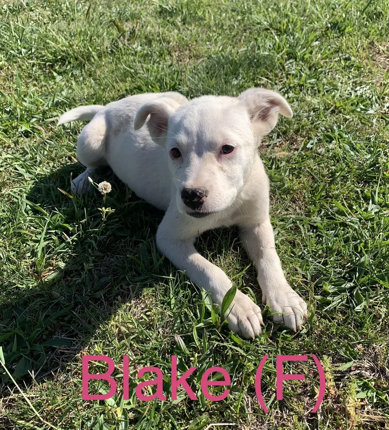 Blake