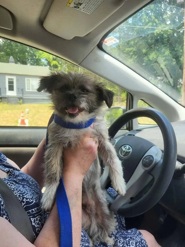 An adult small-sized male Brown / Chocolate Brussels Griffon dog named Otis for adoption in Pottstown, PA