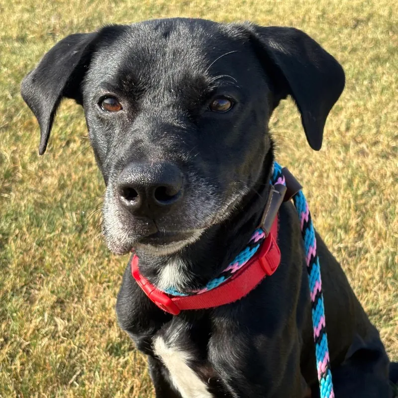 An adult small-sized male Black Labrador Retriever dog named Perry for adoption in Evansville, IN
