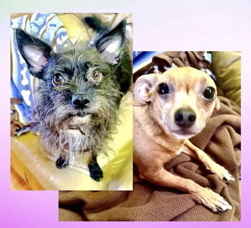An adult small-sized female Yellow / Tan / Blond / Fawn Chihuahua dog named Sweetie & Margie for adoption in Westfield, NY