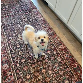 An adult small-sized female White / Cream Poodle dog named Banana Bread for adoption in Tacoma, WA