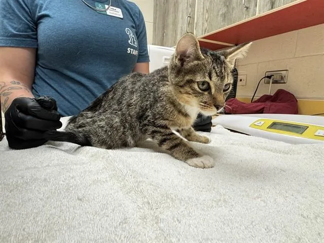 A baby small-sized male Domestic Short Hair cat named Chaos for adoption in Colorado Springs, CO
