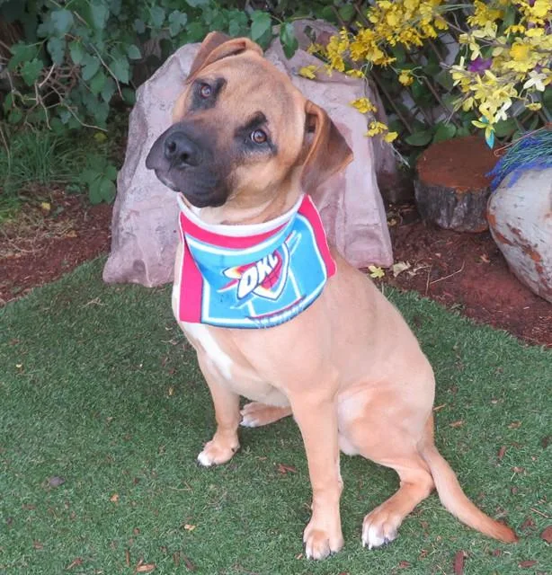 A young large-sized male German Shepherd Dog dog named Leroy for adoption in Oklahoma City, OK