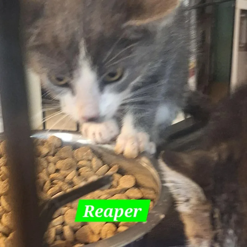 A baby small-sized male Domestic Short Hair cat named Reaper for adoption in Madill, OK