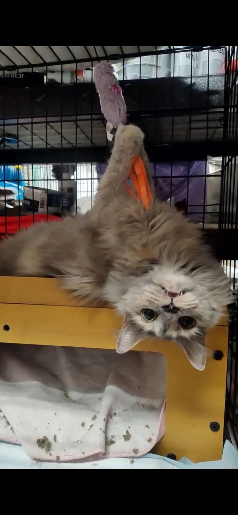 An adult medium-sized female Domestic Long Hair cat named Marina for adoption in Johnson City, TN