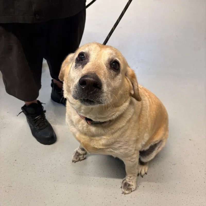 An adult large-sized female Yellow / Tan / Blond / Fawn Mixed Breed dog named Dame Judy for adoption in Huntington, WV