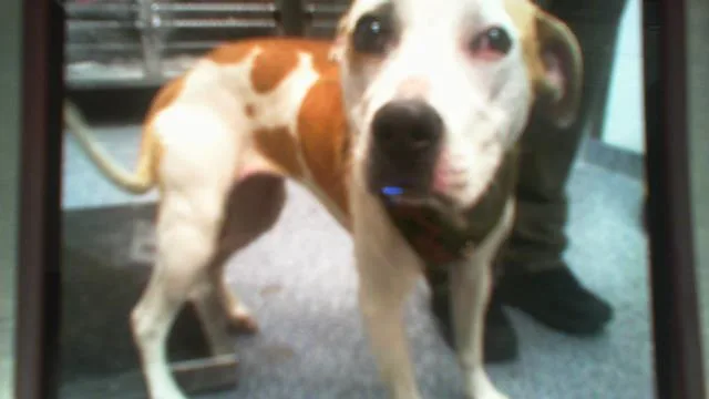 A young medium-sized female Pit Bull Terrier dog named Teetee for adoption in Charlotte, NC
