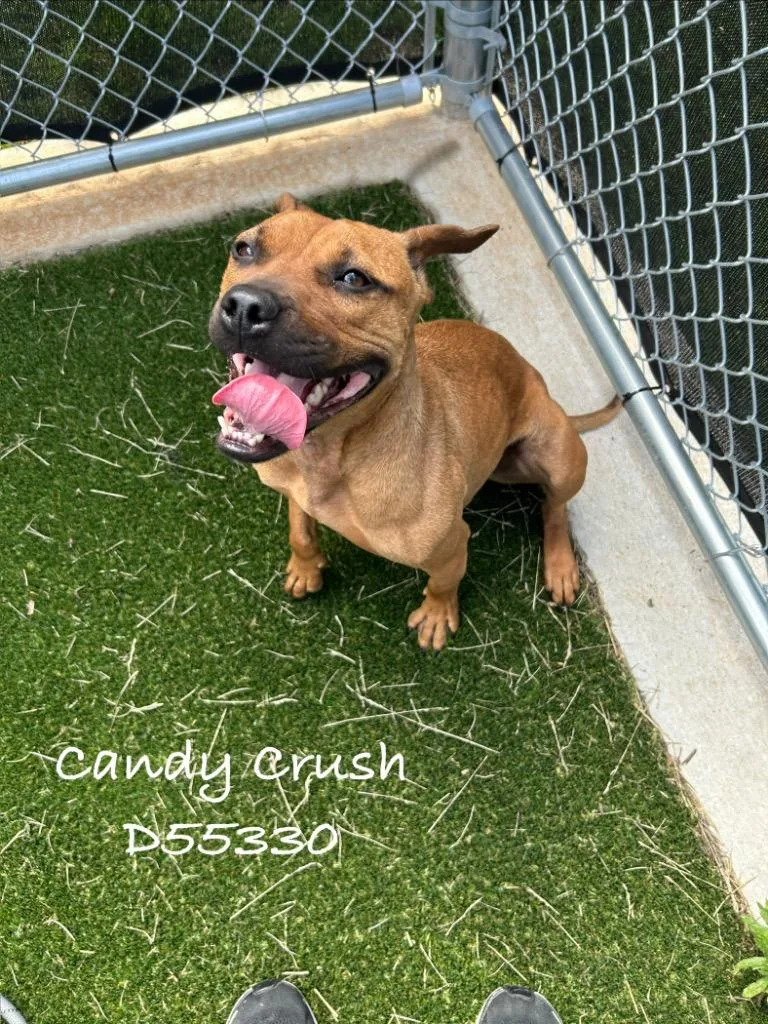 A young small-sized female Mixed Breed dog named Candy Crush for adoption in Clarksville, TN