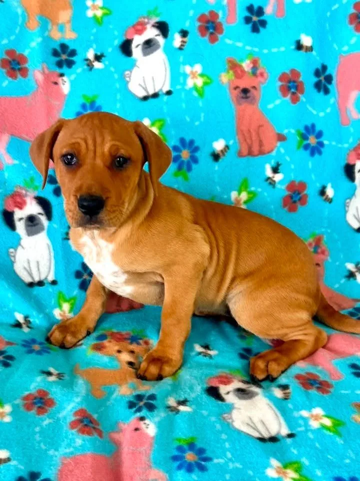 A baby large-sized female Mixed Breed dog named Lexus for adoption in Fond Du Lac, WI