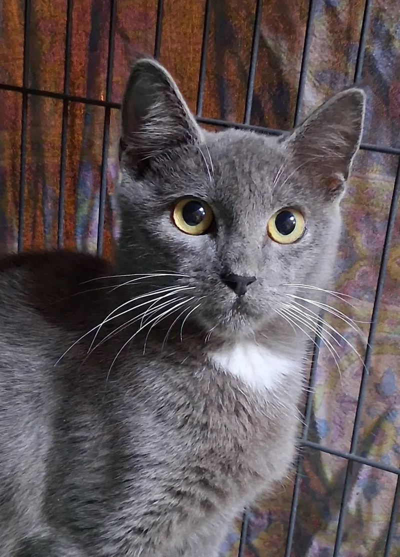 A young medium-sized male Gray & White Domestic Short Hair cat named Big Bend for adoption in Satellite Beach, FL