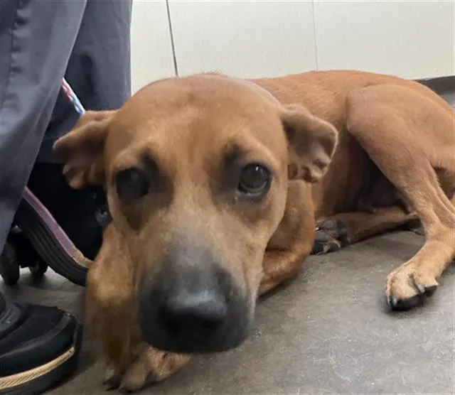 A young medium-sized female Mixed Breed dog named Marley for adoption in Dallas, TX