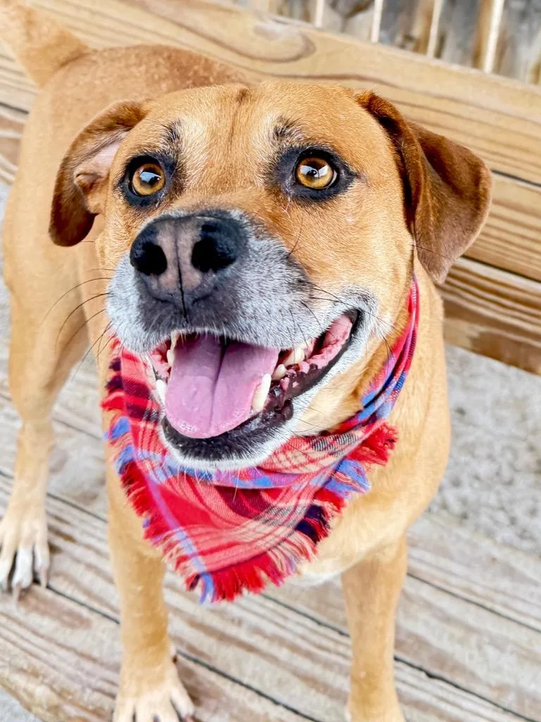 An adult medium-sized male Mixed Breed dog named Baxter for adoption in Muskegon, MI