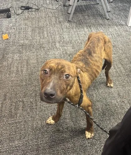 An adult medium-sized male Mixed Breed dog named Lemi for adoption in West Chester, PA
