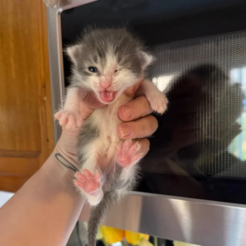 A baby small-sized male Gray / Blue / Silver Domestic Short Hair cat named Tipp for adoption in Kansas City, MO