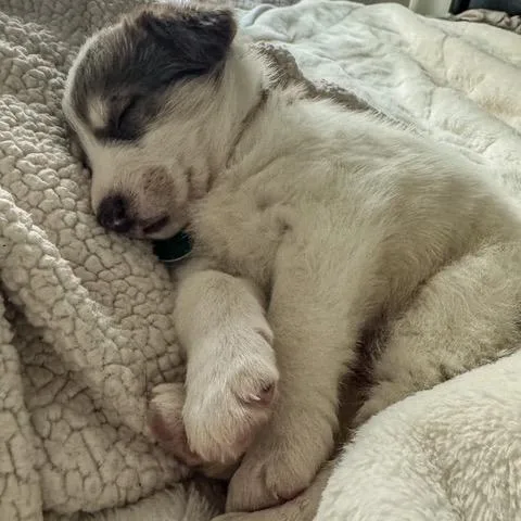 Schnitzel thumbnail 2