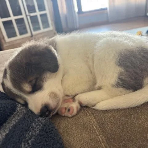 Schnitzel thumbnail 3