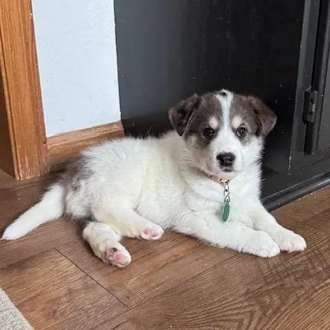 Schnitzel thumbnail 4