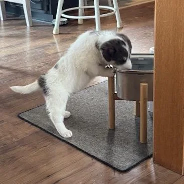 Schnitzel thumbnail 5