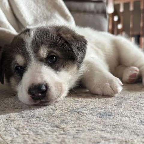 Schnitzel thumbnail 6