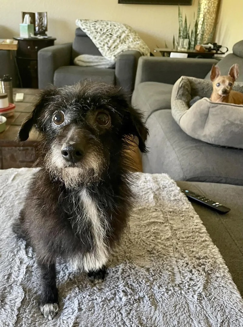 A senior small-sized female Terrier dog named Pepper for adoption in Livermore, CA