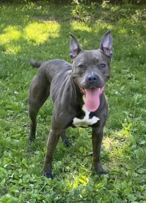 An adult large-sized female Pit Bull Terrier dog named Toni Barxton for adoption in Clinton Township, MI