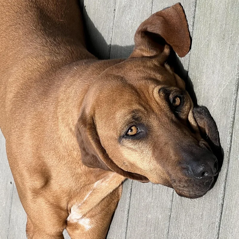 An adult medium-sized female Red / Chestnut / Orange Redbone Coonhound dog named Daisy for adoption in Georgetown, DE