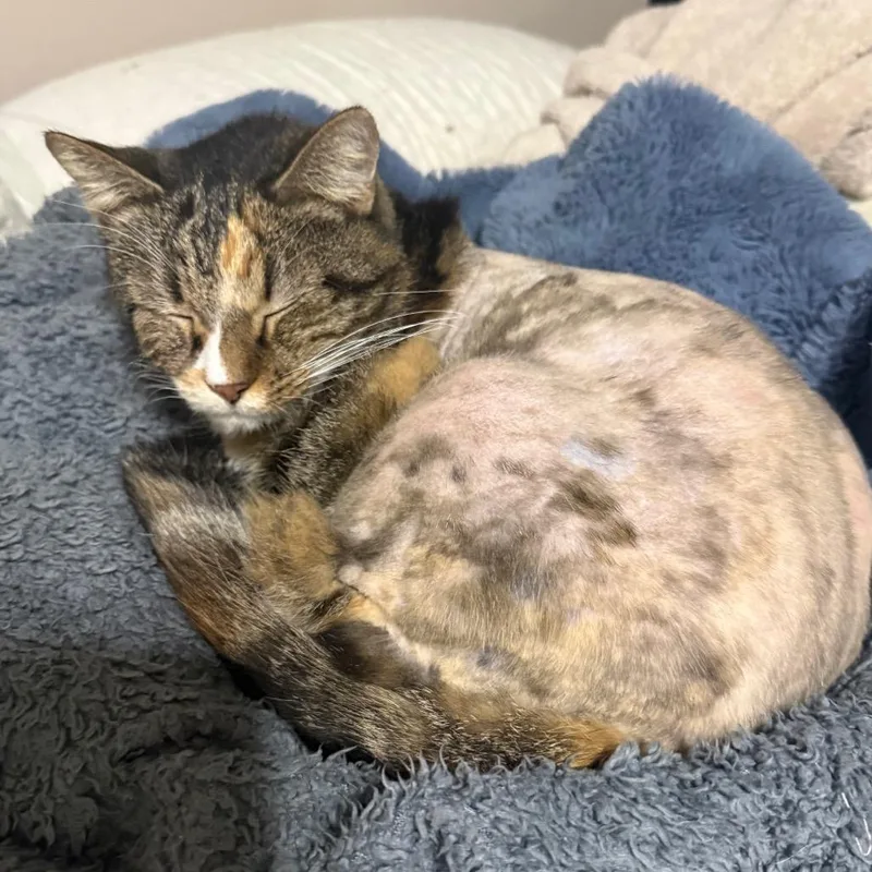 A senior small-sized female Torbie Domestic Short Hair cat named Sissy for adoption in Garfield, AR