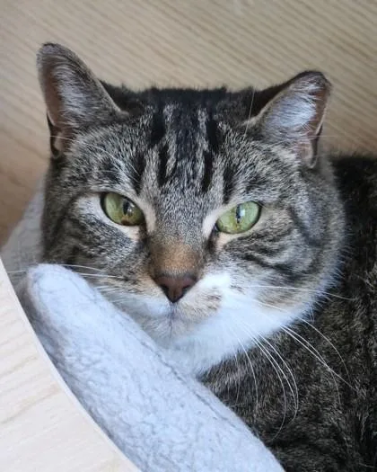 An adult medium-sized female Domestic Short Hair cat named Socks for adoption in Fishers, IN