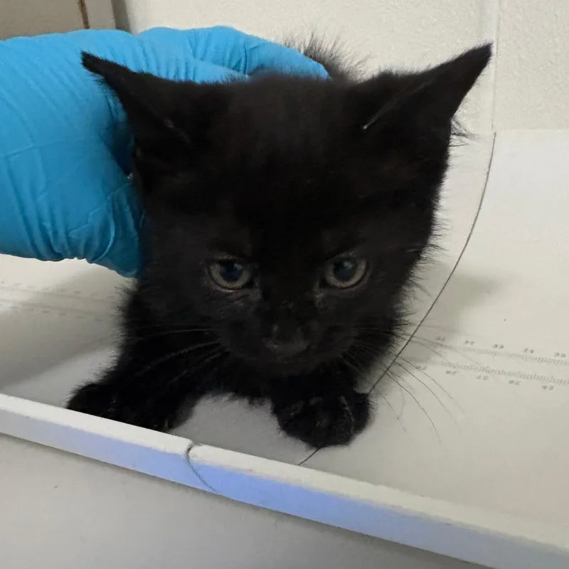 A baby small-sized female Black Domestic Medium Hair cat named Saturn for adoption in Tulsa, OK