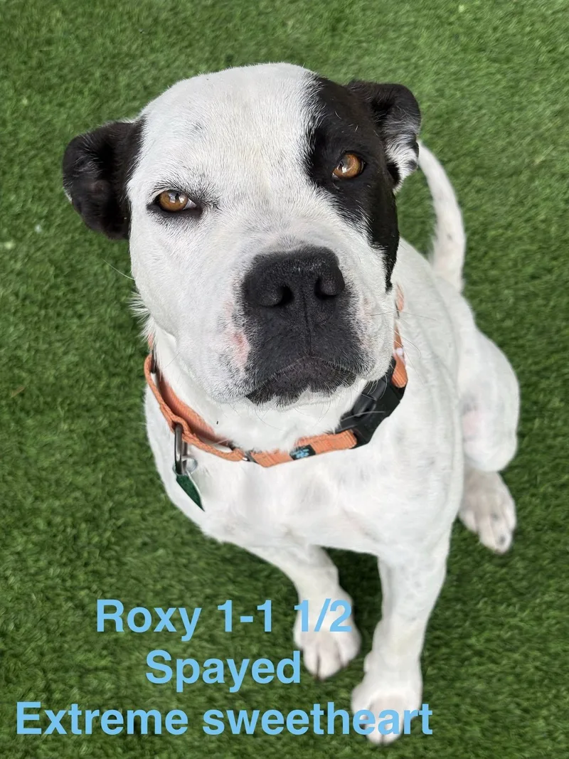 Roxy