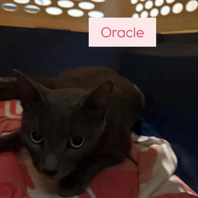 An adult small-sized female Gray / Blue / Silver Domestic Short Hair cat named Oracle for adoption in Tampa, FL